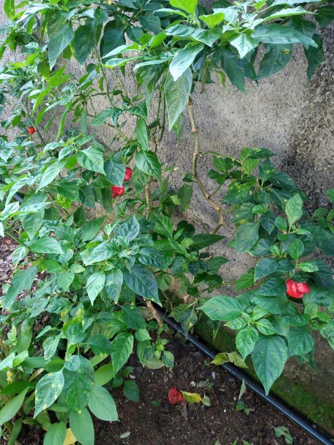 Ti Kaz en Bois Villa Sainte-Rose Dış mekan fotoğraf