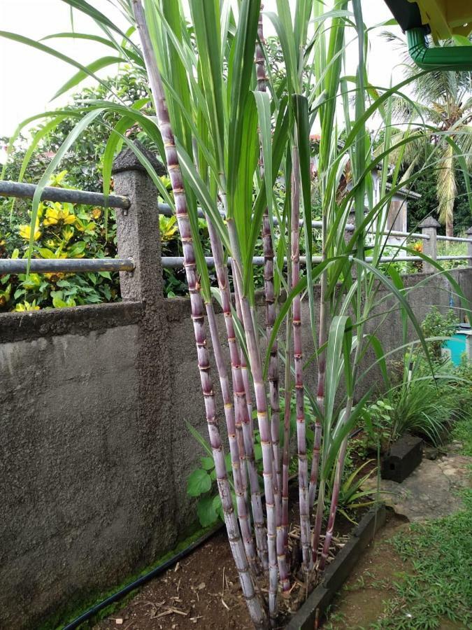 Ti Kaz en Bois Villa Sainte-Rose Dış mekan fotoğraf